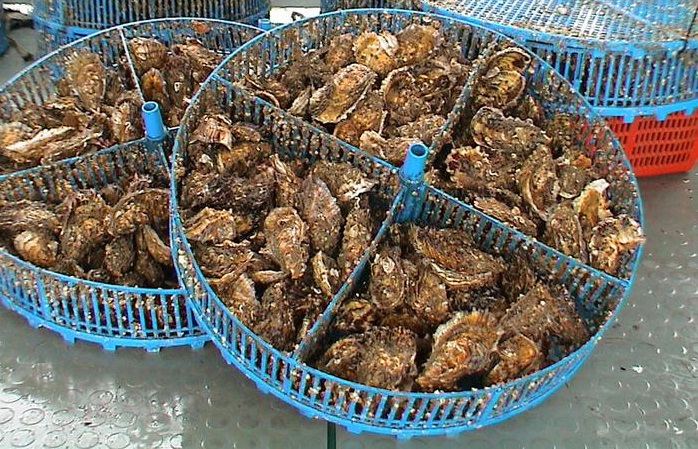 Crociata contro allevamento ostriche in Gallura: 24mila firme, Licia Colò, Lina Wertmuller...