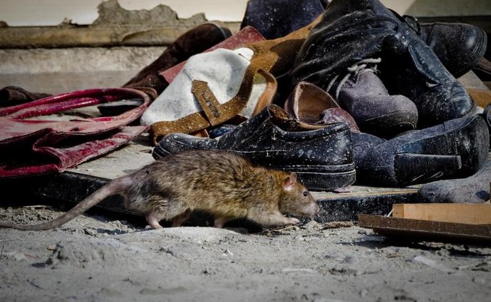 Peste bubbonica in Cina, un morto. Intero villaggio in lockdown