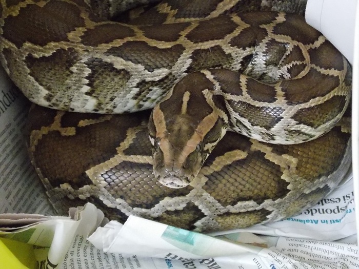 Pitone reale nel water a Baveno