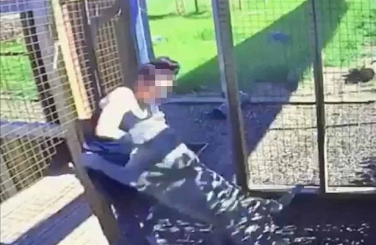 Ragazza entra nella gabbia e il puma l'aggredisce