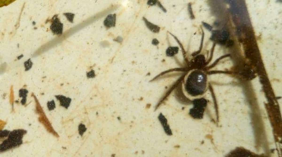 Ragno in un orecchio dopo il bagno in uno stagno