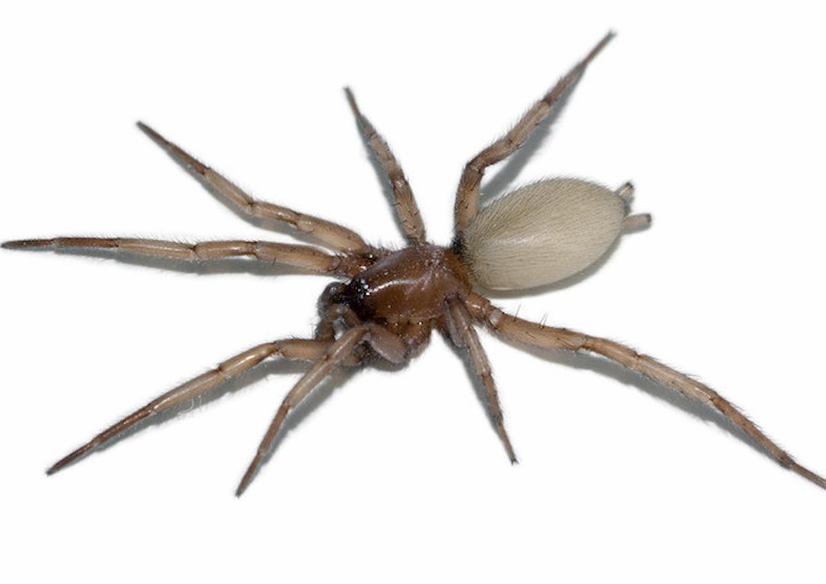 un ragno violino, foto ansa