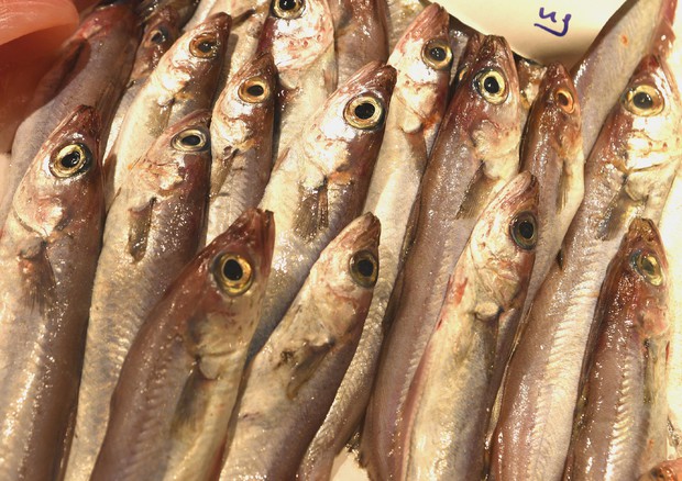 sgombro colpisce pescatore ansa