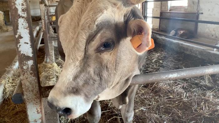 Romina Power cerca casa per Toro Casimiro. L'appello su Instagram