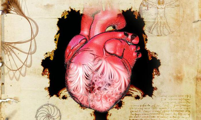 Le trabecole del cuore, risolto il mistero