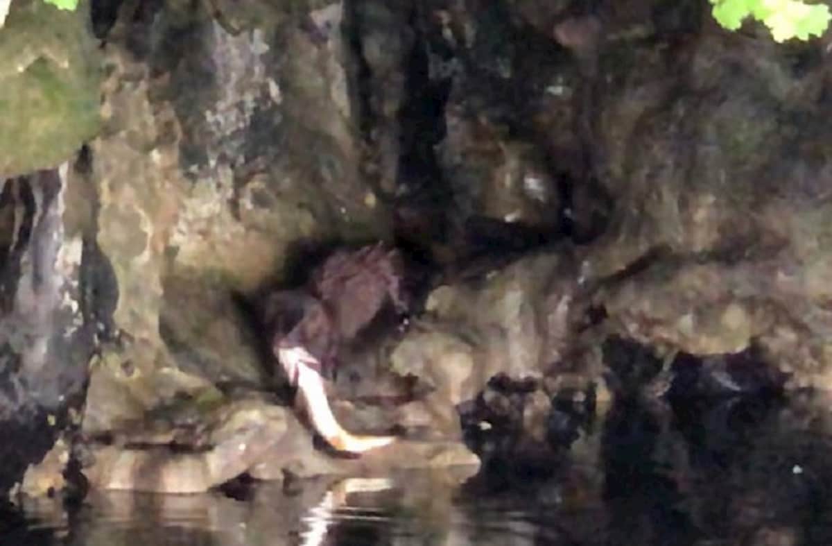 Visone americano nel centro della Sardegna: il raro avvistamento (ma non è il primo) VIDEO-FOTO