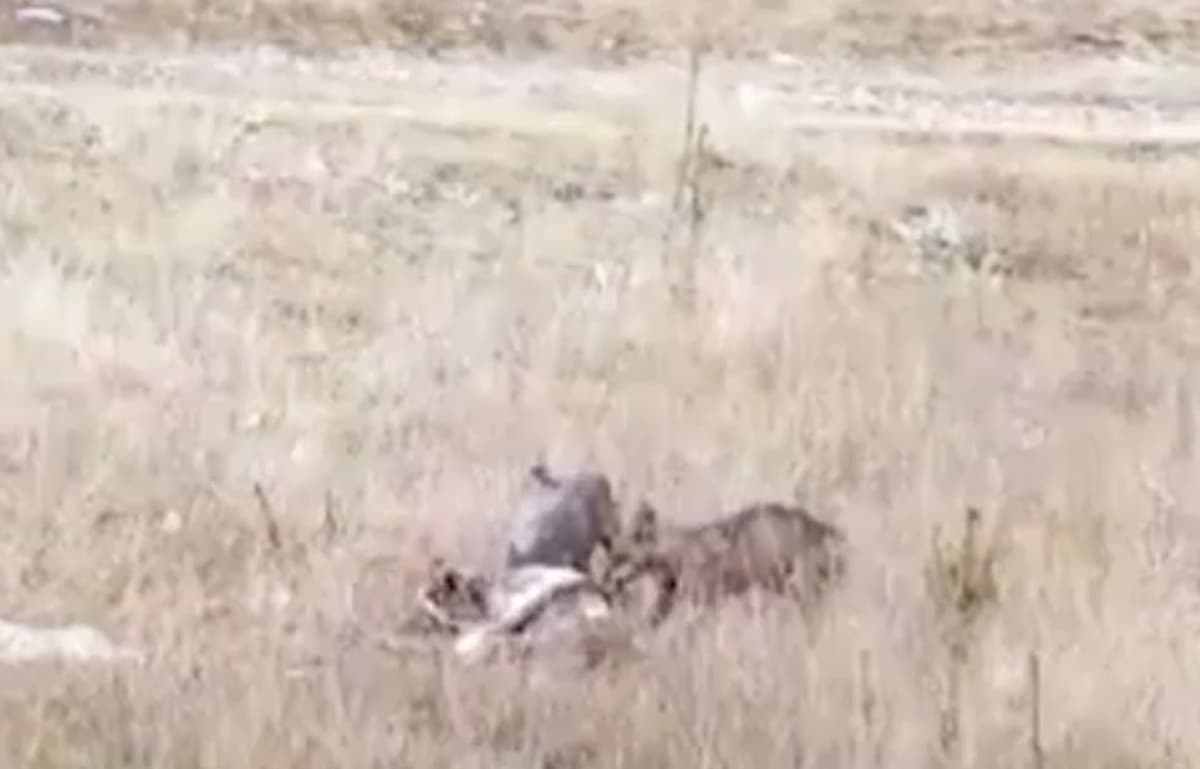 Lupi attaccano gregge e sbranano una pecora