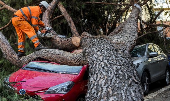 Roma, alberi a rischio crollo. Ma un giardiniere comunale su 2 è esentato dalla potatura