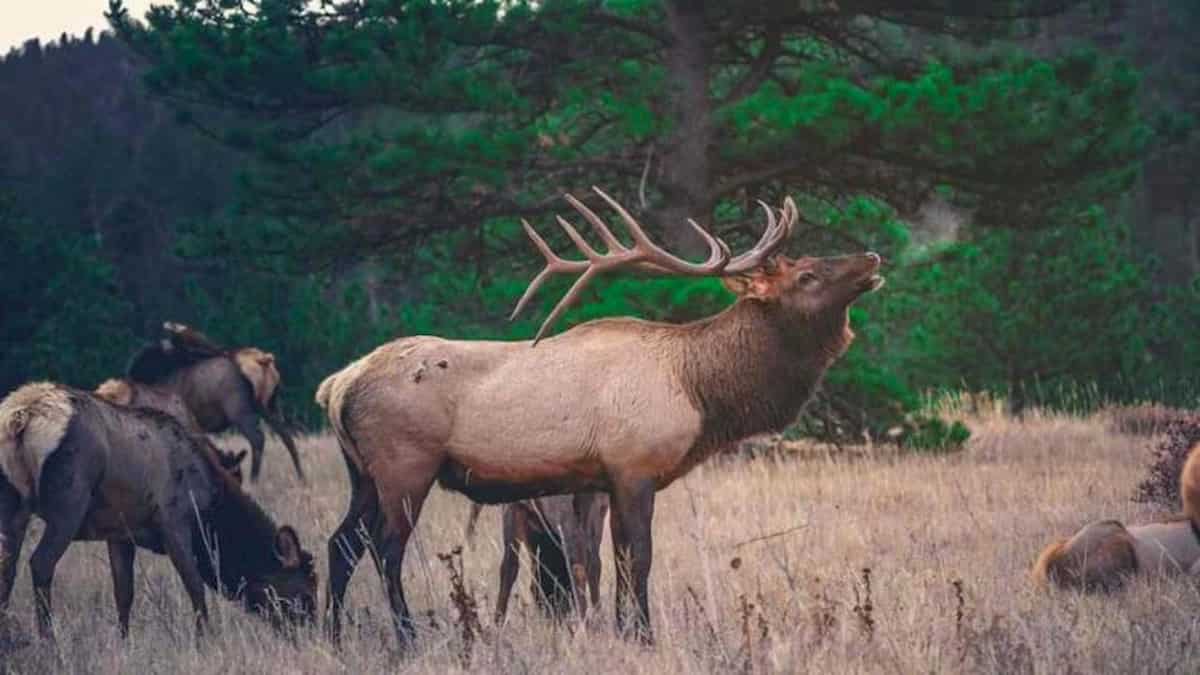 Alc incorna il cacciatore e lo uccide