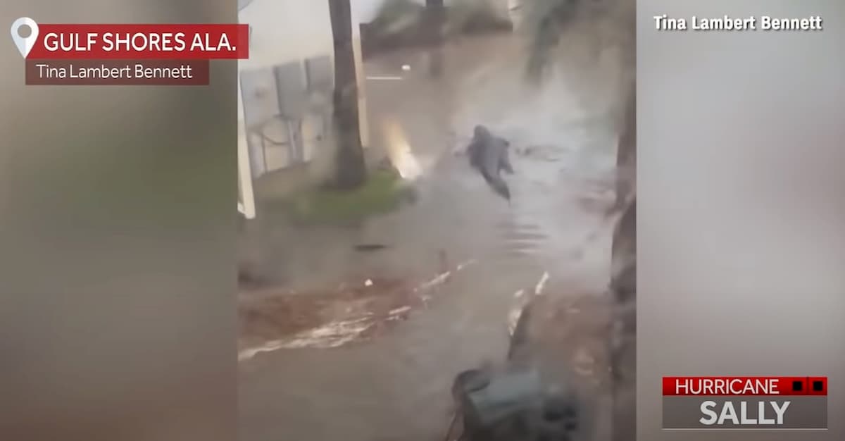Uragano Sally si abbatte sull'Alabama, alligatore in strada
