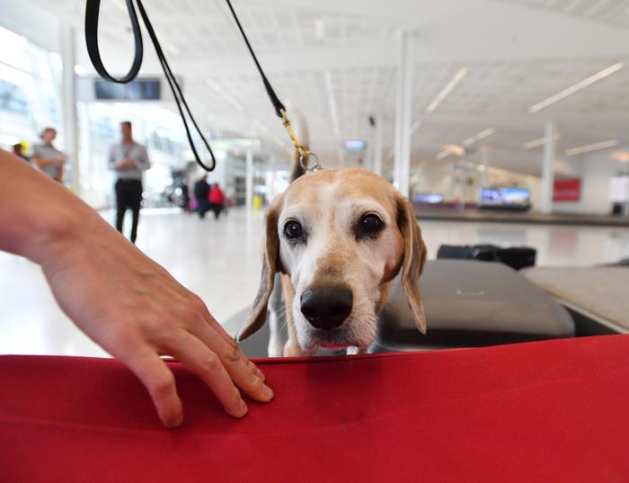 cani anti-Covid in Finlandia