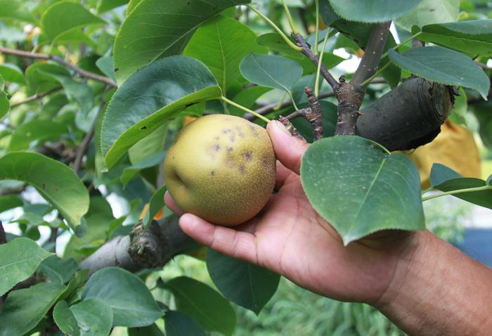 Amazon, semi e piante dall'estero, stop recapito in Usa