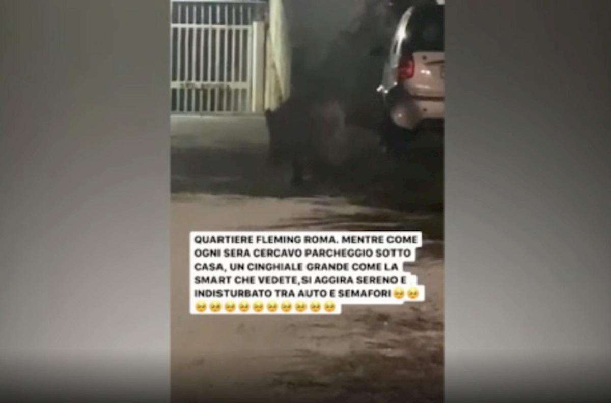 rudy zerby cinghiale