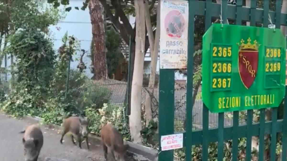 cinghiali a Monte Mario