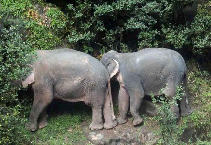 Undici elefanti morti, le zanne intatte: mistero in Zimbabwe. Indaga polizia