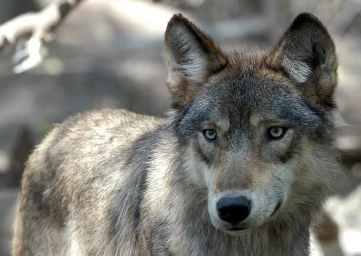 Emilia Romagna e lupi, foto d'archivio Ansa