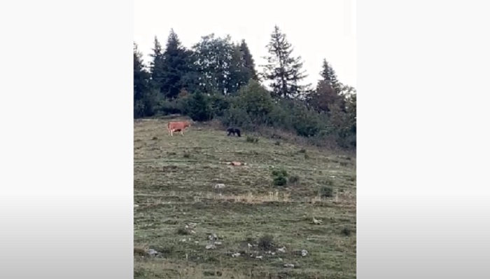 La mucca fa scappare l'orso che si stava avvicinando alla mandria VIDEO