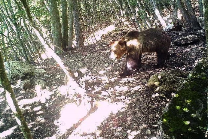 L'orso M49 catturato in Trentino, in un anno era scappato due volte