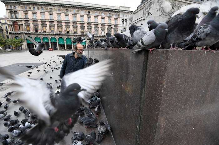 Piccioni danneggiano agricoltura in Lombardia. Il piano per abbatterne 20 mila