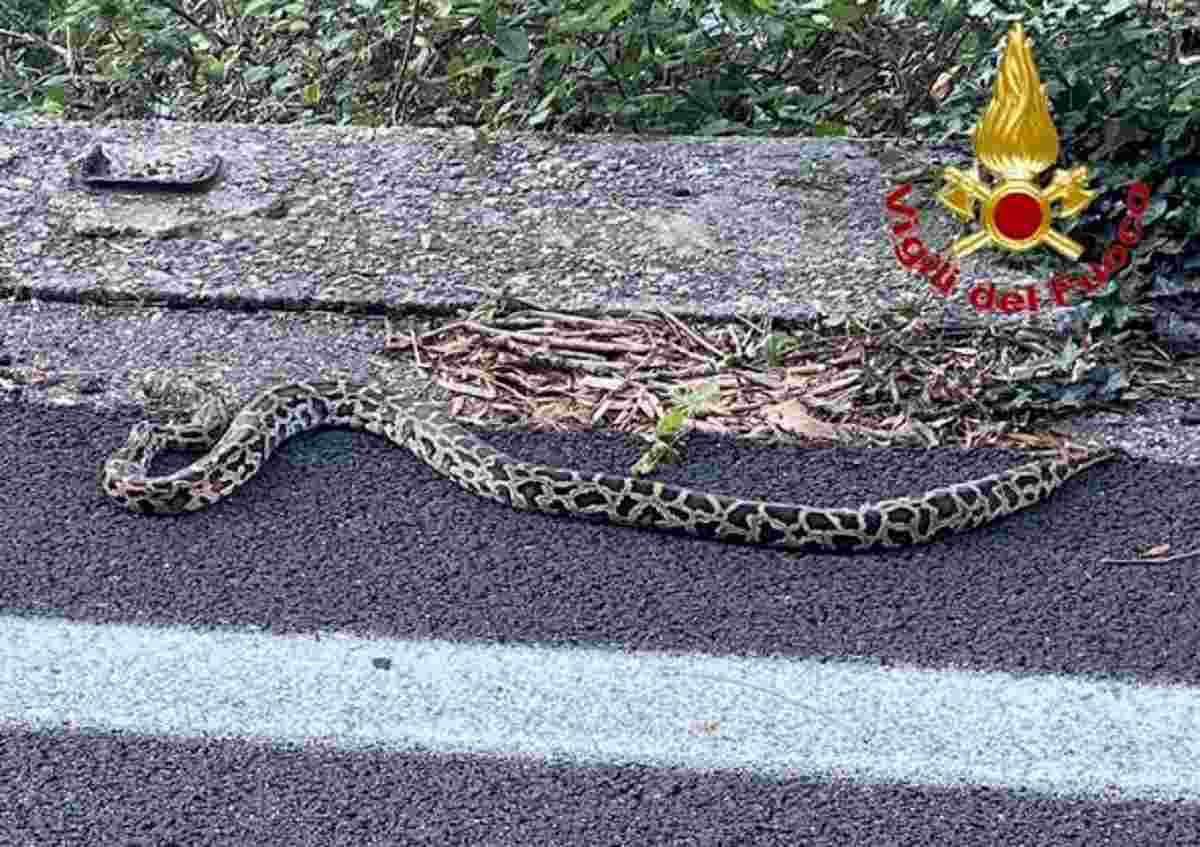 Pitone in strada a Maccagno