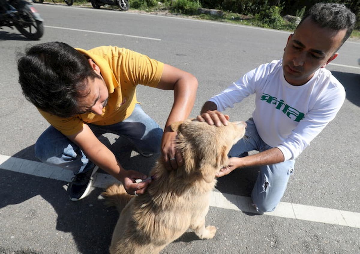 La rabbia uccide una persona ogni nove minuti nel mondo. Eppure basterebbe un vaccino