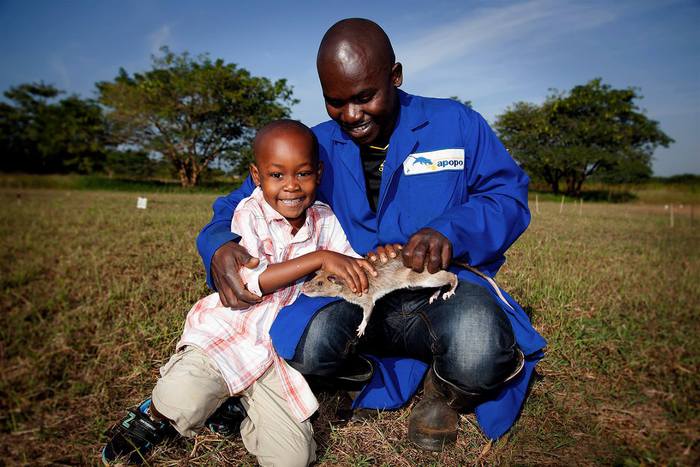 Magawa, il ratto sminatore