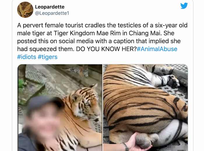 Thailandia, selfie mentre accarezza testicoli di una tigre. Zoo e turista nella bufera