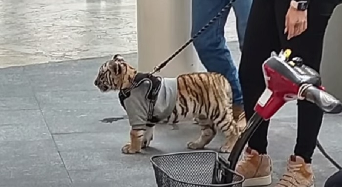 Passeggia con un cucciolo di tigre al guinzaglio, indignazione in Messico VIDEO