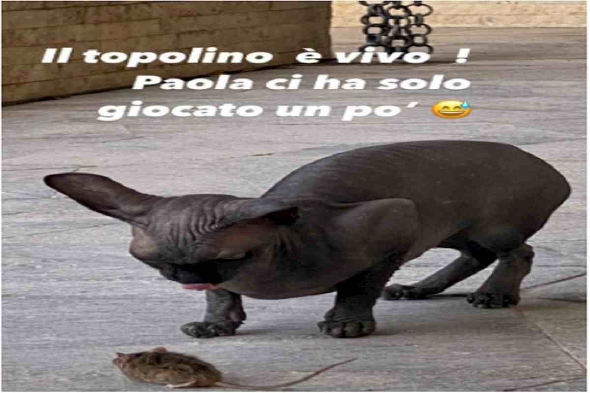 topolino a casa di ilary blasi