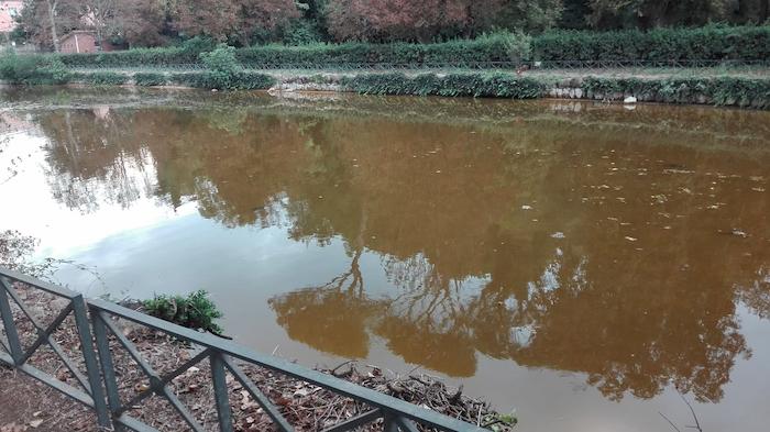 Roma, il lago di Villa Ada è marrone e puzza. "Manca il ricircolo, ma nessuno interviene"