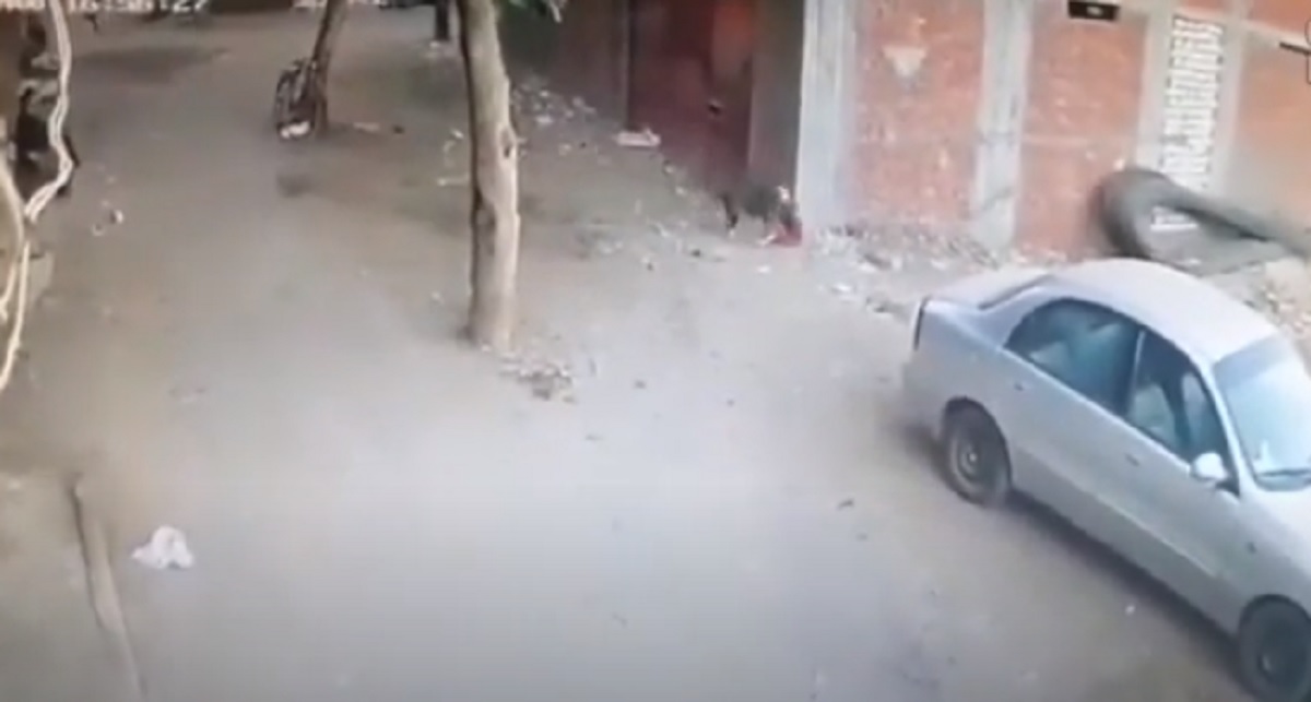 Cane randagio attacca un bambino in strada, gatto eroe salva il piccolo VIDEO