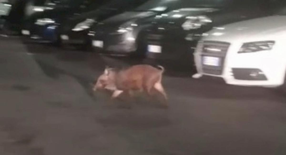 Spari contro i cinghiali rinchiusi nel parco all'Aurelio, animalisti protestano: " uccisi"