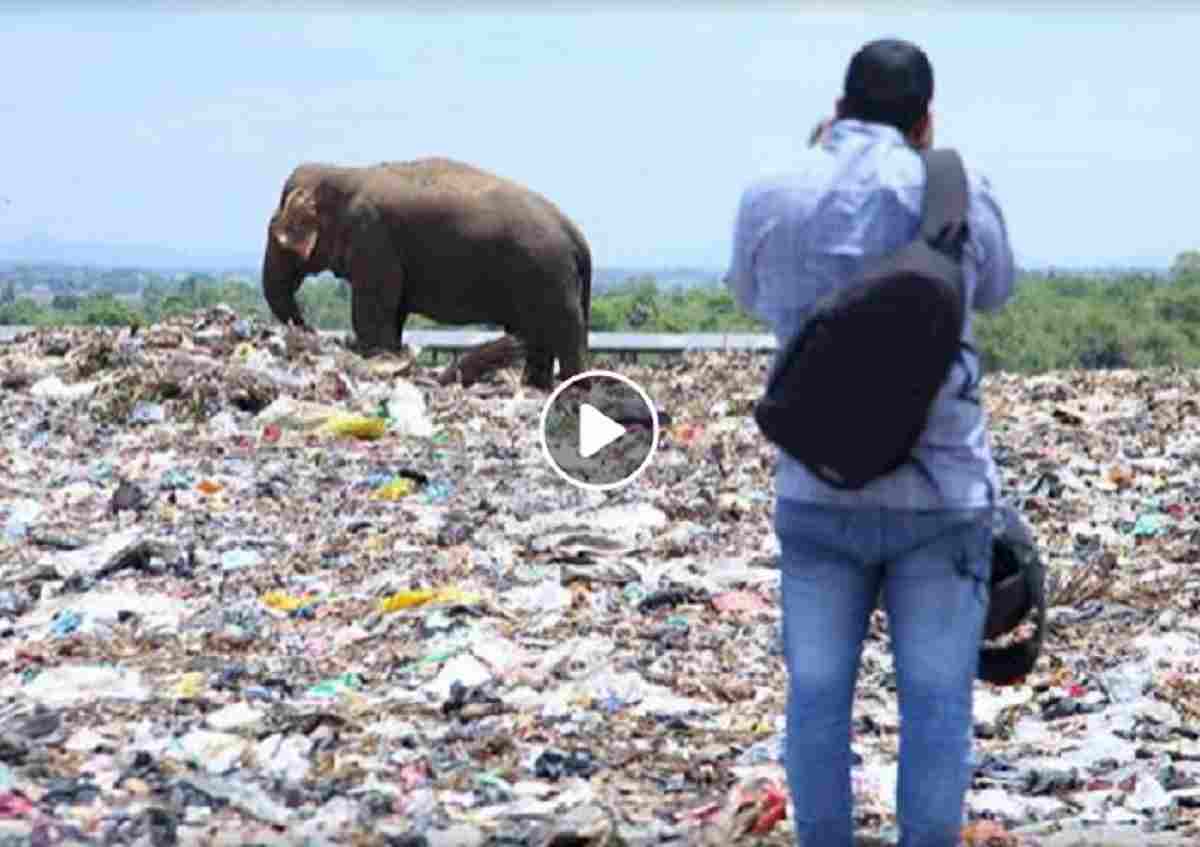 elefante discarica sri lanka