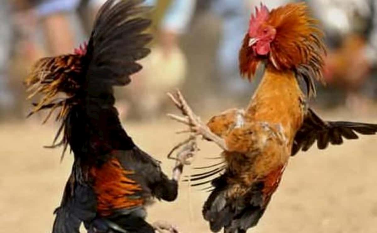 Gallo da combattimento uccide poliziotto nelle Filippine: lama sulla zampa squarcia la coscia e arteria femorale