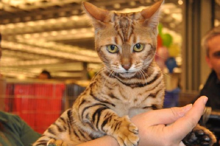 Acquistano online un gatto Savannah ma in realtà è un cucciolo di tigre