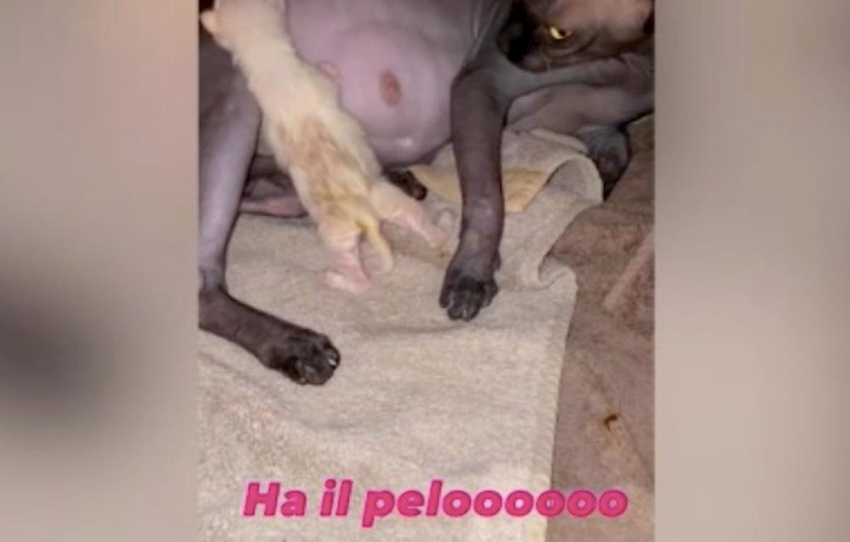 "Donna Paola", la gatta senza peli di Totti e Ilary ha partorito sei cuccioli molto diversi lei...