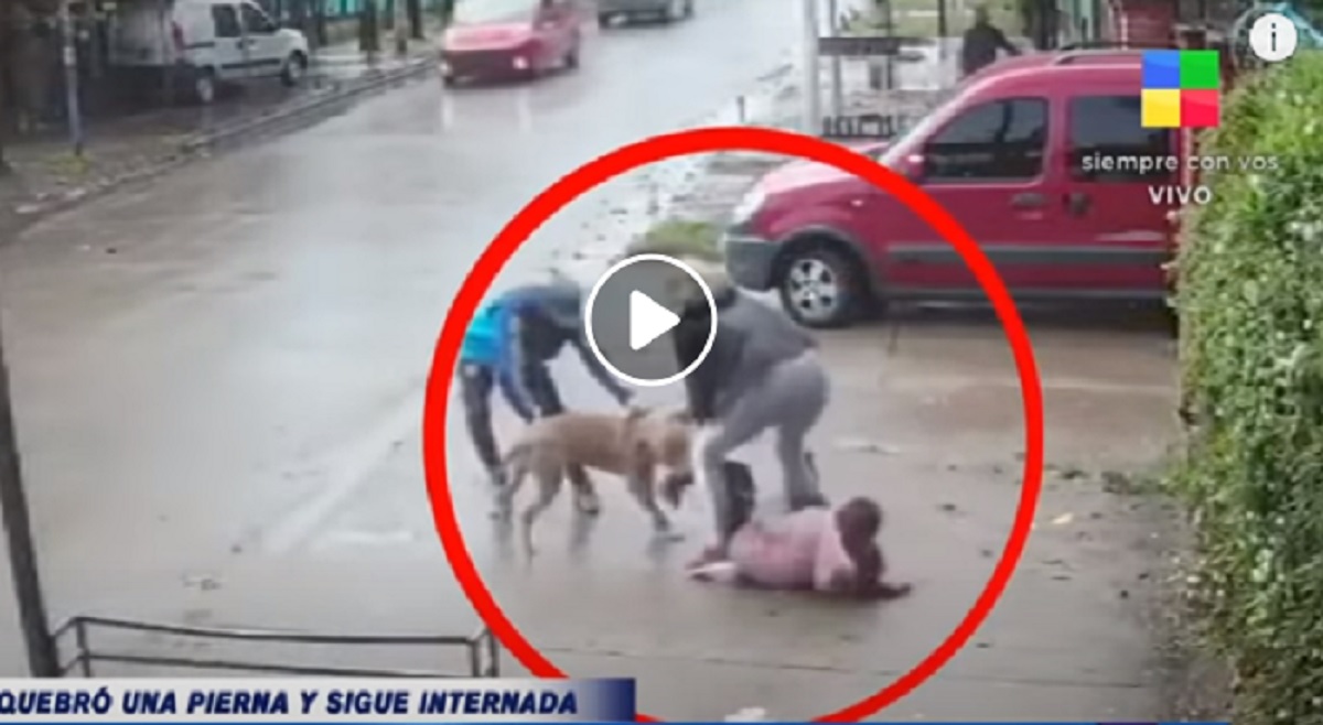 pitbull in argentina