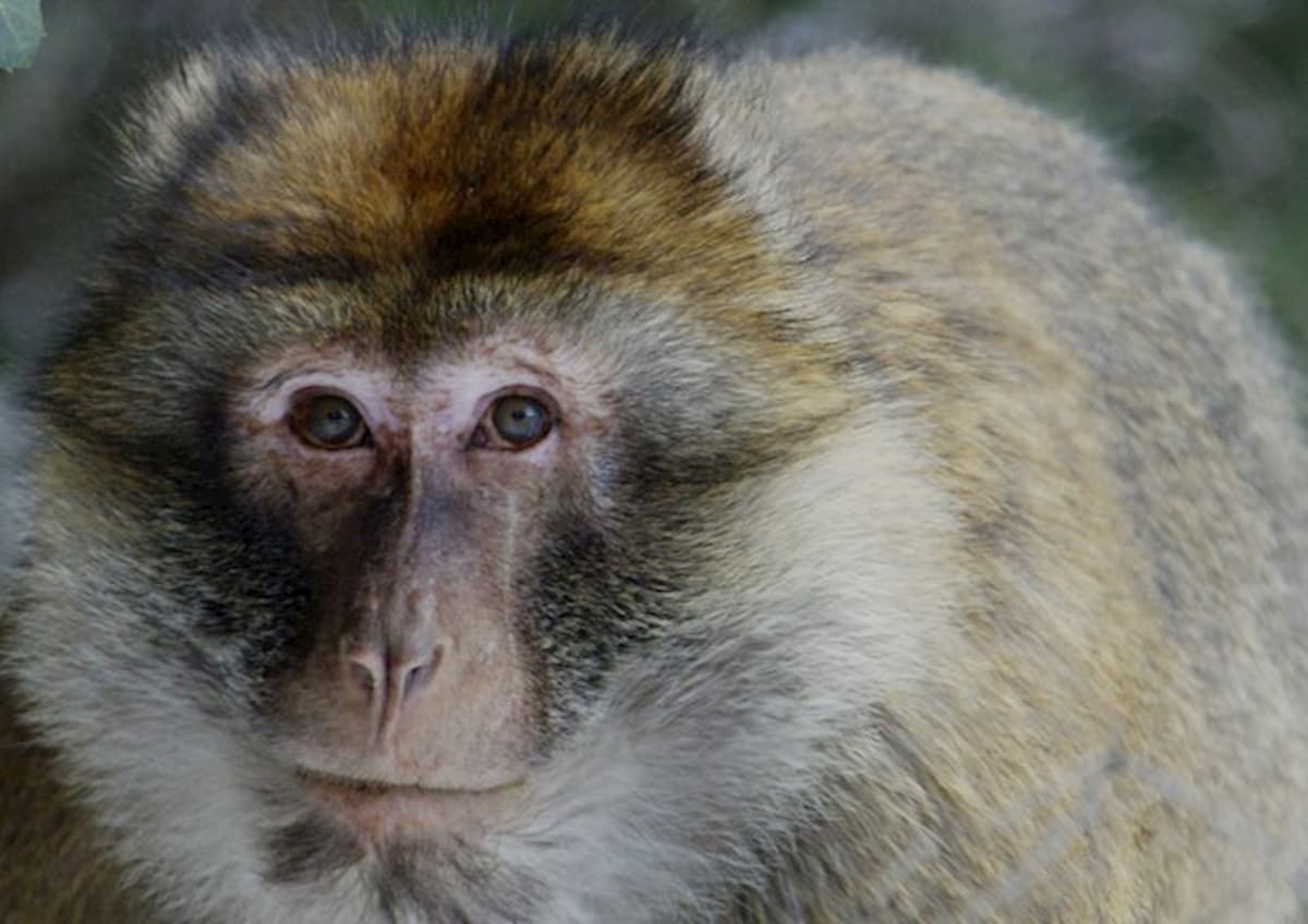 L'origine del linguaggio? Già scimmie e primati collegavano i suoni delle parole