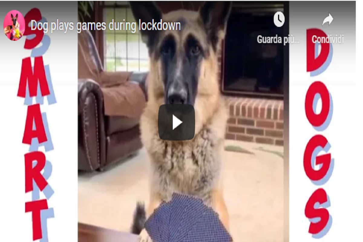 Anya, il pastore tedesco che ama i giochi da tavola VIDEO