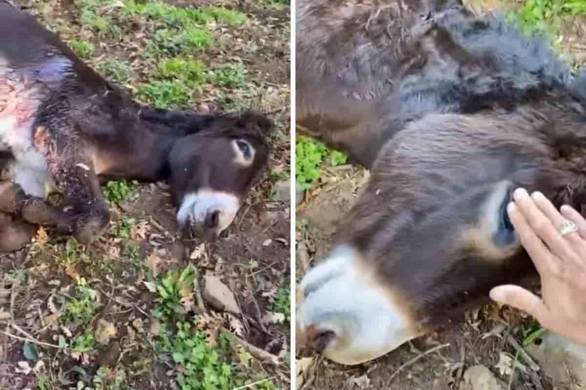 cacciatore uccide asino lo cicero