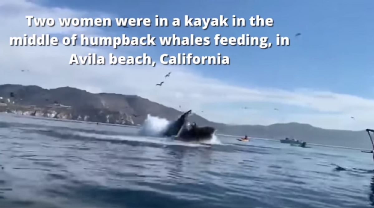 Balena inghiotte ragazze sul kayak e poi le sputa, come nel Libro di Giona VIDEO