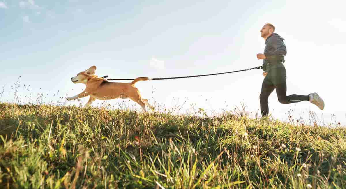 covid portare spasso cane