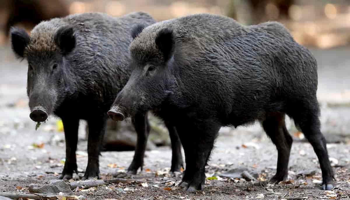 Azzannato cinghiali cacciatore meldola