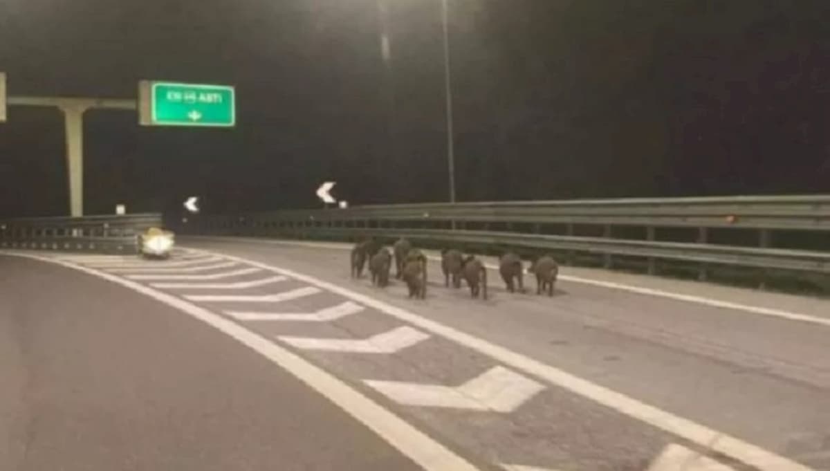 Cinghiali sull'autostrada Asti-Cuneo: la FOTO simbolo di un'opera incompiuta italiana