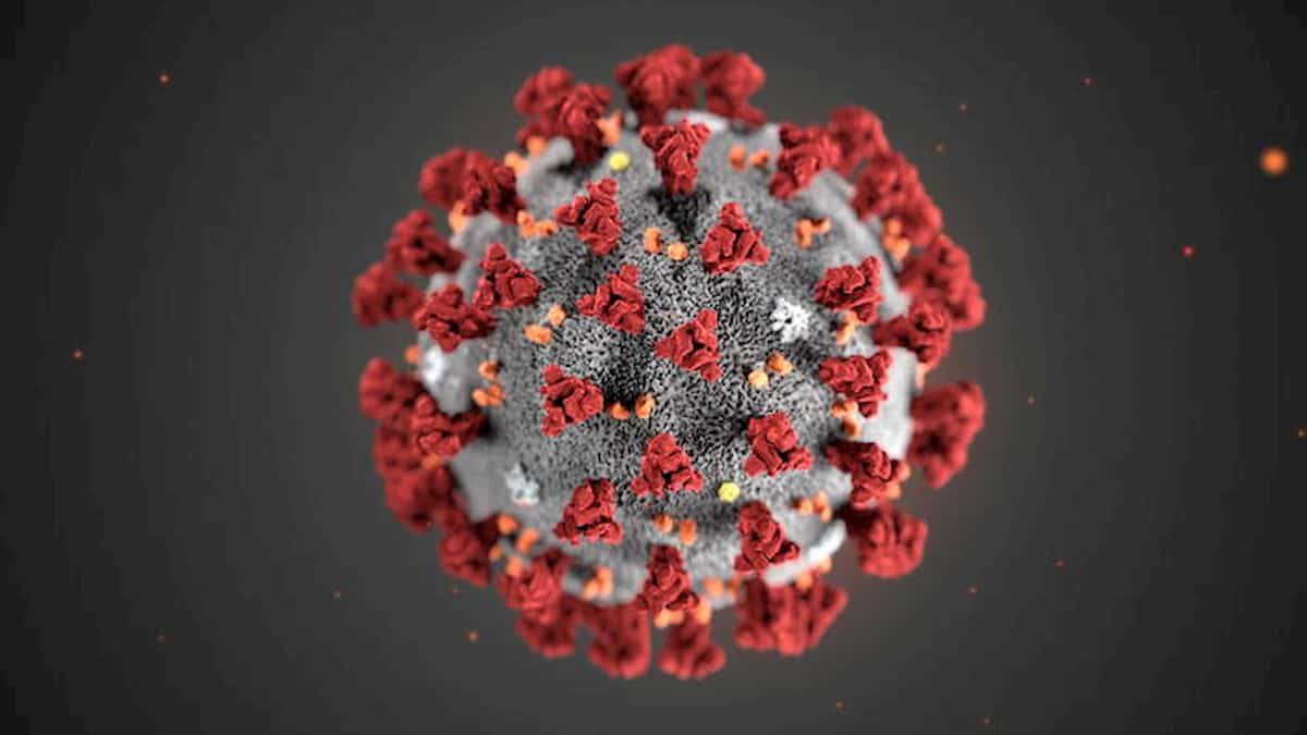 Il coronavirus può attaccare l'intestino e restare nell'apparato digerente per 10-12 settimane.