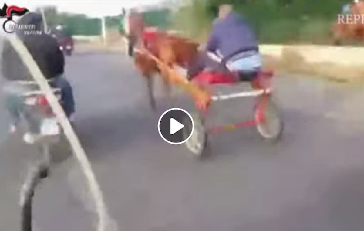 Corse clandestine di cavalli nelle mani dei clan mafiosi di Messina VIDEO