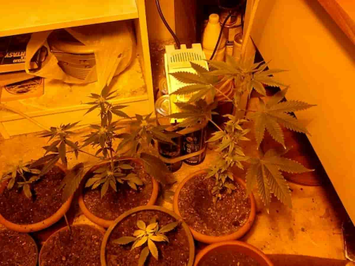 nonna nipote marijuana armadio