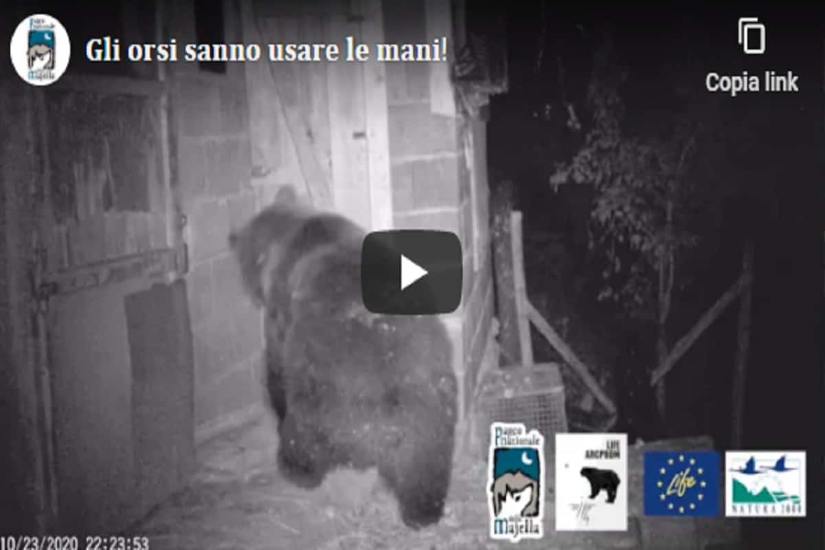Parco della Majella, l'orso apre la porta ed entra nel pollaio VIDEO