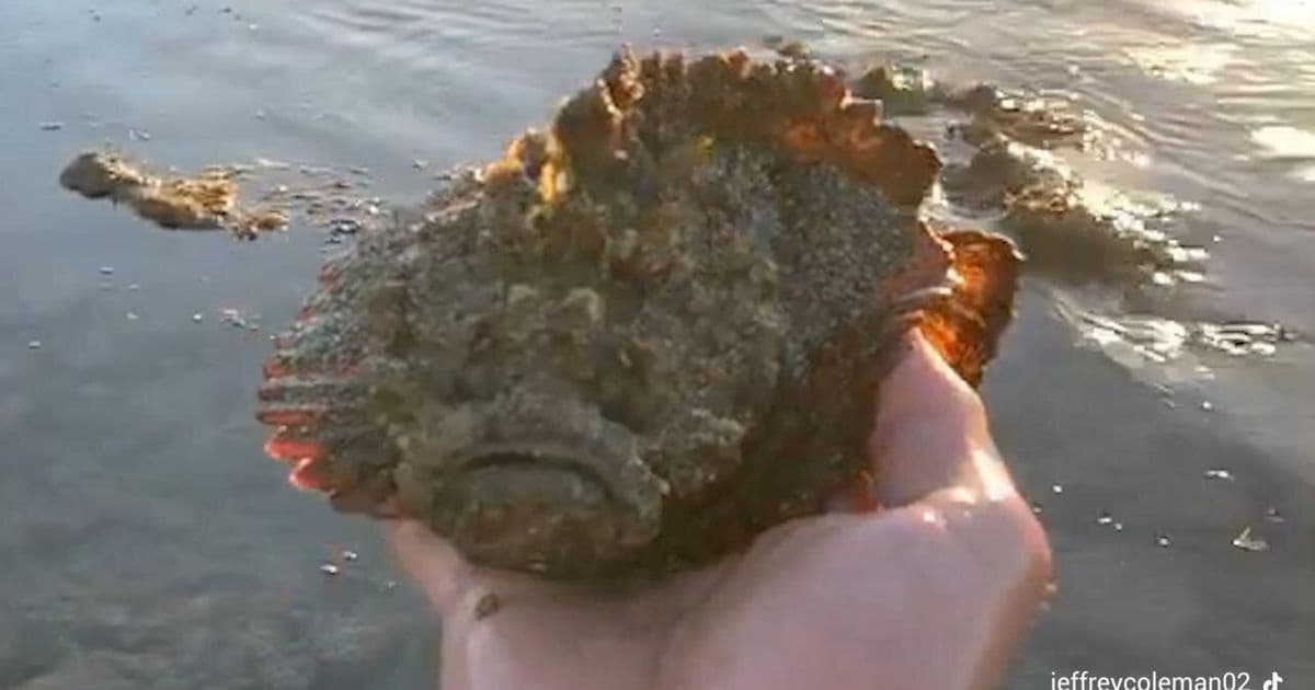 pesce pietra video TikTok