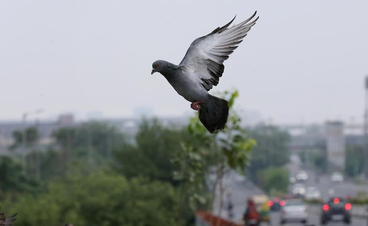 Joe il piccione salvo, etichetta falsa: non arrivava dall'America